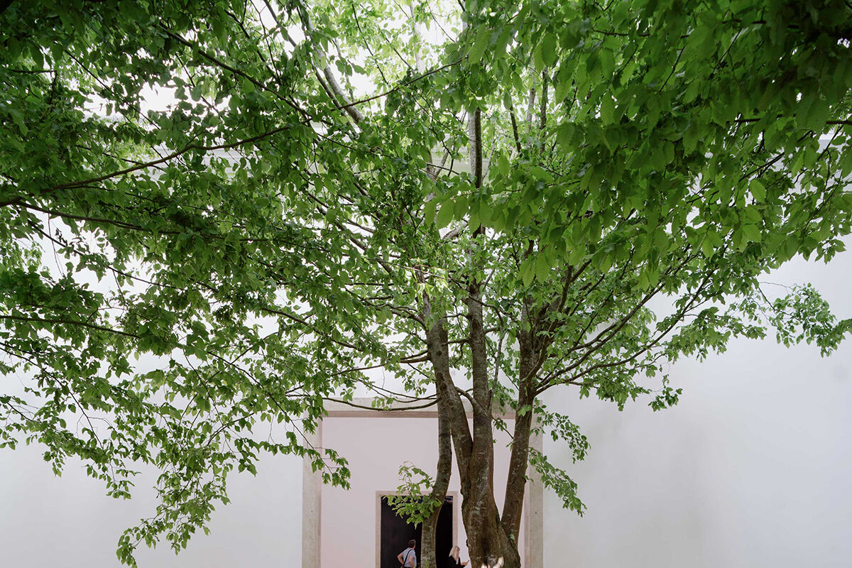 Wo Schatten fällt, steigt die Hoffnung: Bäume, Luft und Licht als Bausteine der klimaresilienten Stadt. (Foto: STRESSTEST PR)