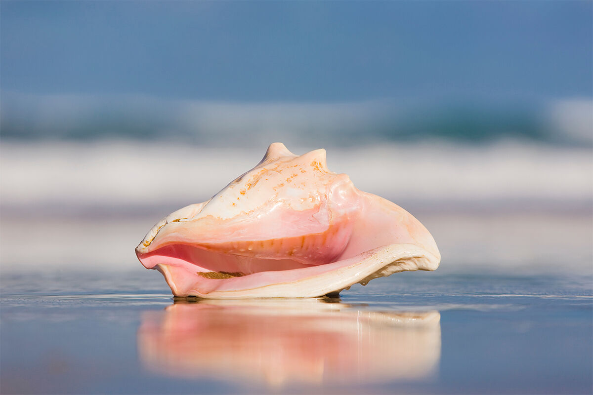 Strandschönheit: In der Großen Fechterschnecke kann man die Karibik rauschen hören. (Foto: Alex Bramwell/Adobe Stock)