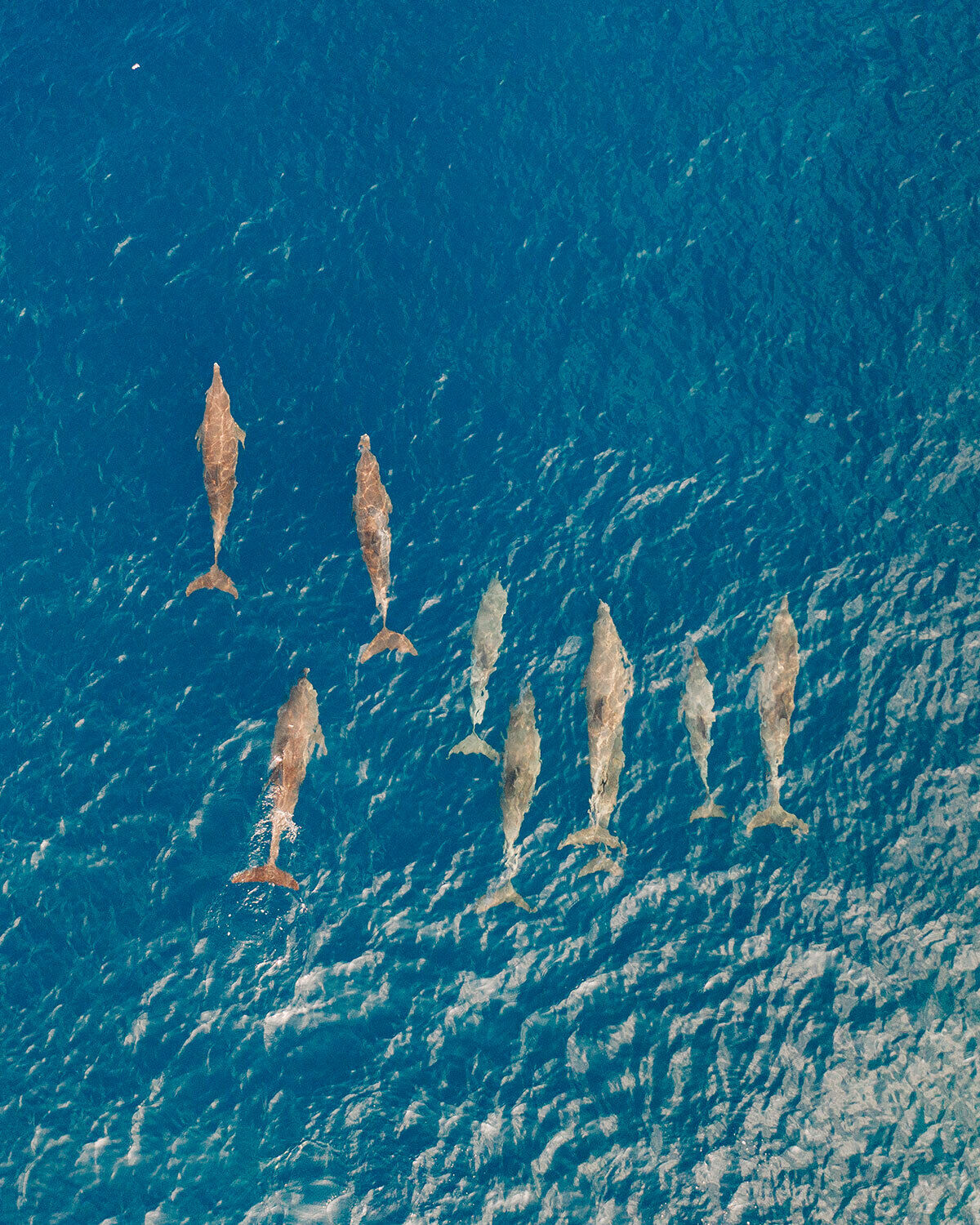 Auch die Delfinbeobachtung ist ein echtes Highlight. (Foto: Courtesy of Soneva Fushi)